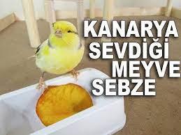 kanarya sagligi icin sebzeler panosundaki pin