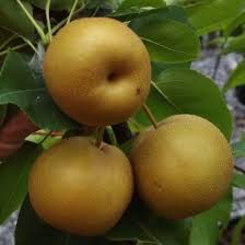 Image result for Pyrus pyrifolia