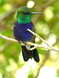 Big Bird With Colorful Feathers Catching The Light Hummingbird Pictures Beautiful Birds Bird Species