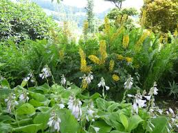 Wer einen schattigen garten hat, muss noch lange nicht auf pflanzen verzichten. Der Schattengarten Gartnerei Schwitter Ag