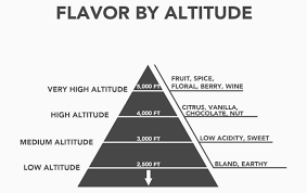 how does altitude affect coffee and its taste in the cup