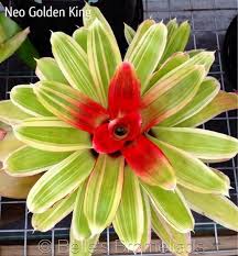 Neo Golden King Bromeliads Plants Garden