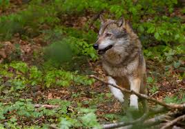 The wolf is legendary for a reason, and unsplash photographers have managed to capture the power and majesty of this creature in it's natural habitat. Wolf