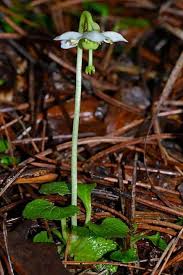 Image result for Vincetoxicum apiculatum