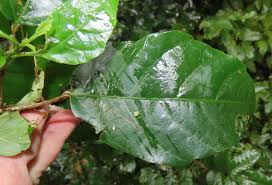 Image result for Alchornea hirtella