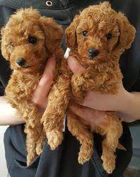 White, black, brown, apricot, red, silver, gray, and more. Red Toy Poodle Puppies For Sale Cheap Online