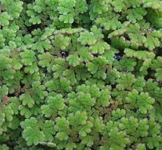 Image result for Azolla