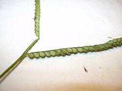 Image result for Paspalum scrobiculatum