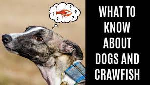 Can Dogs Eat Crawfish What To Know About Dogs And Crawfish