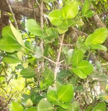 Image result for Garcinia kingaensis