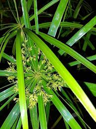 Image result for Cyperus amauropus