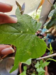 Dec 17, 2014 · in this range, we see the guitar start to disappear at its fundamental frequency (high e string open fundamental is 330 hz). My Sweet Potato Vine Has Tiny Holes In Its Leaves Any Ideas What Could Be Happening Plants