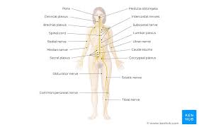 It is a long tubular structure comprised of nervous tissue, extending from the cervical to the lumbar region of the vertebral column. Nervous System Anatomy Practice Quizzes And More Kenhub