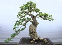 Ini Bonsai Harga Rp 15 Juta Di Hut Sultra Zonasultra Com