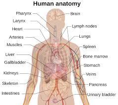 The rib cage protects the organs in the thoracic cavity, assists in respiration, and provides support for the upper extremities. File Internal Organs Svg Wikimedia Commons