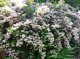 Image result for Kolkwitzia amabilis