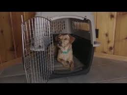 Petmate Vari Kennel Is Ideal For Pet Training Or Traveling