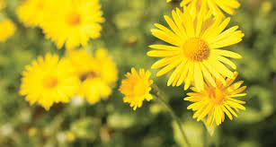Add yellow to your garden to create a cheerful and serene environment. 33 Types Of Yellow Flowers Proflowers Blog