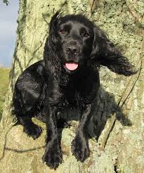 Black And Brown Working Cocker Spaniel Working Cocker Spaniel Bridey S Mum Fife Working Spaniel Spaniel Dog Pet Birds