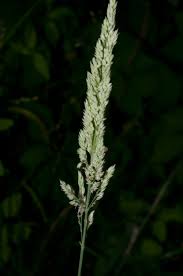 Image result for Holcus lanatus