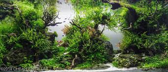 We carry the products to help you maintain your water garden or pond year around. Best Aquascapes Of 2014 Aquarium Info