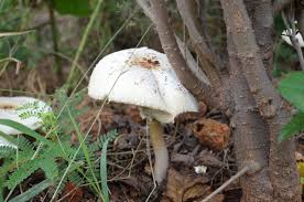 Image result for Psydrax livida