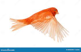 红色黄雀色雀类canaria，飞行库存照片. 图片包括有羽毛, 通配, 脊椎动物, 烧杯, 人们, 空白- 28582098