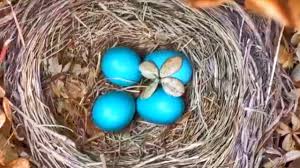 On occasion, robin eggs, which are just over 1 inch long, can also be white or lightly speckled. Baby Bird Hatching Robin Eggs Hatch And Grow Leave 27 Days Later Irl Hatchimals Youtube
