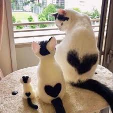 3 3 3 Cute Cats Cute Baby Animals Cute Baby Cats