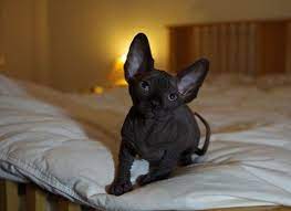 See more ideas about sphynx, sphynx cat, sphynx cat black. Sphynx Kitten Solid Black Sphynx Cat Black Sphynx Cat Cat Allergies