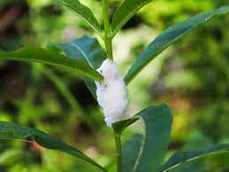 It's suited only to warm climates, but. Remedy For Spittlebugs How To Get Rid Of Spittlebugs