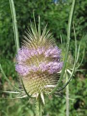 Image result for Dipsacaceae