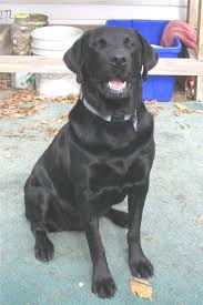 D 280 Bullmasador Bull Mastiff Labrador Retriever Black Lab Puppies Puppies And Kitties Labrador Retriever