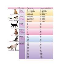 Life Stages Of Cats And Human Years Livestock Agupdate Com
