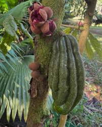 Image result for Hunteria myriantha