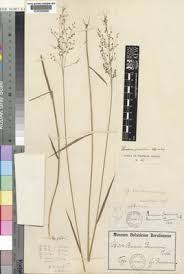 Image result for Panicum nervatum