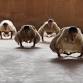 Guided Sadhna Session : Yogasanas every 3rd Friday... event in Whitby, ON