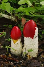 100 ideias de cogumelo cogumelos fungos cogumelos selvagens
