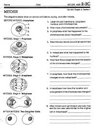 15 best images of phases of meiosis. Mitosis Worksheet Answers