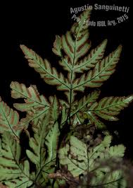 Image result for Doryopteris concolor