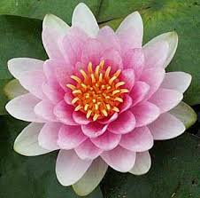 Image result for Nymphaea divaricata
