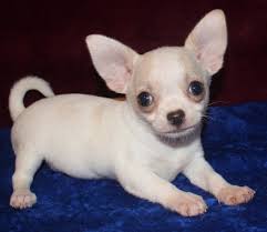 Mother is a blue and dad is a blue merle. Applehead Teacup Chihuahua Puppies For Sale Near Me