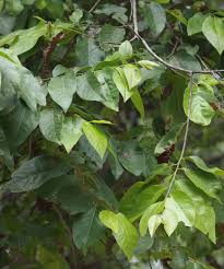 Image result for Glyphaea tomentosa