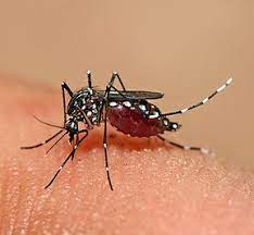 Dengue definition, an infectious, eruptive fever of warm climates, usually epidemic, characterized especially by severe pains in the joints and muscles. Dengue Fever Wikipedia