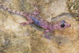 The government employees insurance company is an american auto insurance company with headquarters in chevy chase, maryland. Amazing New Geckos Discovered In Myanmar Just As Their Limestone Habitats Are Being Mined The Revelator
