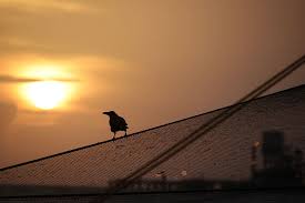Hd Wallpaper Sunset Bird Silhouette Bird Silhouette Crow Fishing Nets Wallpaper Flare Read chapter 1 from the story little crow(haikyuu fanfic) by fantasybworm with 15,709 reads. wallpaperflare