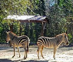 Riverbanks Zoo And Gardens Columbia Sc Riverbank Zoo City Of Columbia Zoo