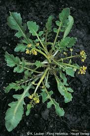 Image result for Rorippa