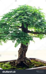 Tamarind Bonsai Tree Stock Photo 1318253255 Shutterstock