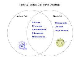 Check spelling or type a new query. Plant Cells Vsanimal Cells Venn Diagram Wiring Site Resource